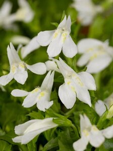 Mazus reptans 'Albus' geen maat specificatie 0,55L/P9cm - afbeelding 3