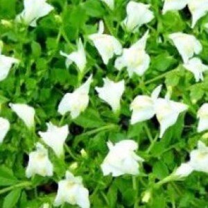 Mazus reptans 'Albus' geen maat specificatie 0,55L/P9cm - image 2