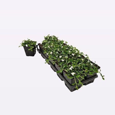 Mazus reptans 'Albus' geen maat specificatie 0,55L/P9cm