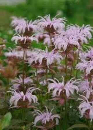 Monarda bradburiana geen maat specificatie 0,55L/P9cm - afbeelding 1
