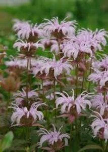 Monarda bradburiana geen maat specificatie 0,55L/P9cm