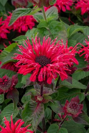 Monarda 'Bee-you Bee-happy' geen maat specificatie 0,55L/P9cm - afbeelding 1