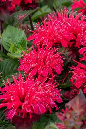 Monarda 'Bee-you Bee-happy' geen maat specificatie 0,55L/P9cm - afbeelding 2