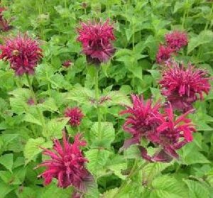 Monarda 'Fireball' geen maat specificatie 0,55L/P9cm - afbeelding 1