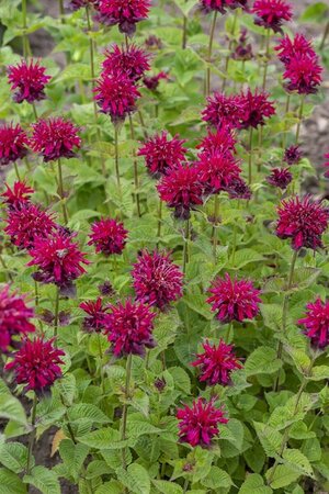 Monarda 'Fireball' geen maat specificatie 0,55L/P9cm - afbeelding 2
