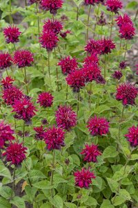 Monarda 'Fireball' geen maat specificatie 0,55L/P9cm - afbeelding 2