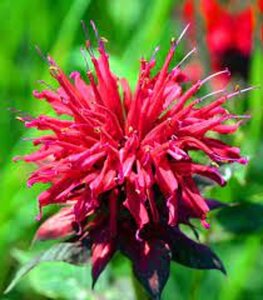 Monarda 'Fireball' geen maat specificatie 0,55L/P9cm - afbeelding 3