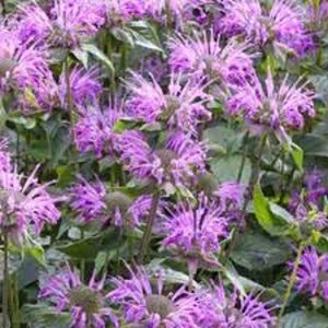 Monarda fistulosa menthifolia geen maat specificatie 0,55L/P9cm