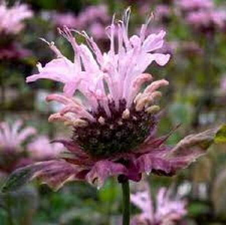 Monarda 'Ou' Charm' geen maat specificatie 0,55L/P9cm - afbeelding 1