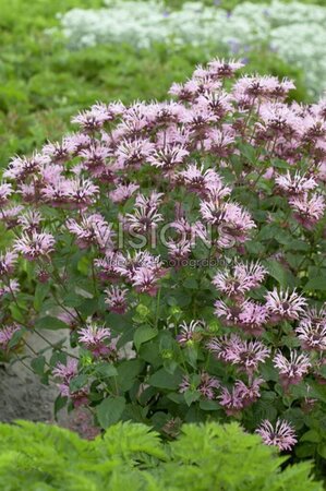 Monarda 'Ou' Charm' geen maat specificatie 0,55L/P9cm - afbeelding 2