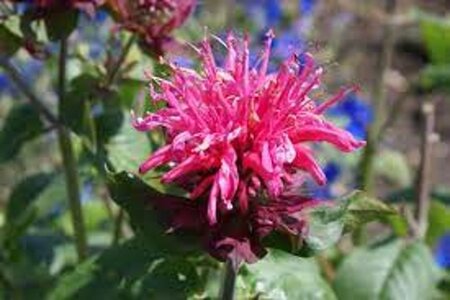 Monarda 'Pink Lace' geen maat specificatie 0,55L/P9cm - afbeelding 1