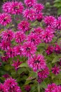 Monarda 'Pink Lace' geen maat specificatie 0,55L/P9cm - afbeelding 2