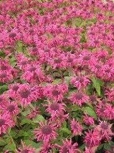 Monarda 'Pink Lace' geen maat specificatie 0,55L/P9cm - afbeelding 3
