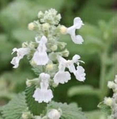 Nepeta 'Alba' geen maat specificatie 0,55L/P9cm