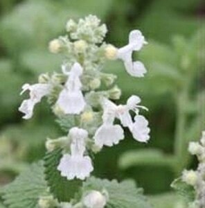 Nepeta 'Alba' geen maat specificatie 0,55L/P9cm