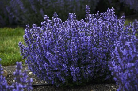 Nepeta 'Cat's Pajamas' geen maat specificatie 0,55L/P9cm - image 1