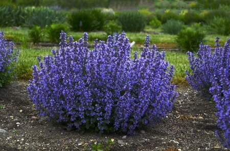Nepeta 'Cat's Pajamas' geen maat specificatie 0,55L/P9cm - image 2