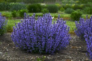 Nepeta 'Cat's Pajamas' geen maat specificatie 0,55L/P9cm - image 2
