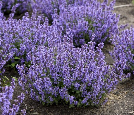 Nepeta 'Cat's Pajamas' geen maat specificatie 0,55L/P9cm - image 3