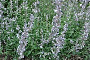 Nepeta 'Gletschereis' geen maat specificatie 0,55L/P9cm