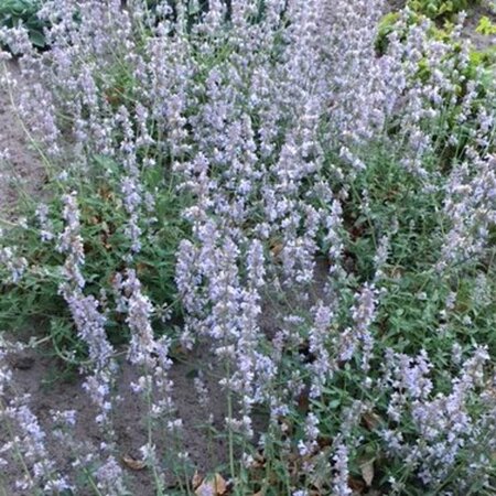 Nepeta 'Gletschereis' geen maat specificatie 0,55L/P9cm - afbeelding 2