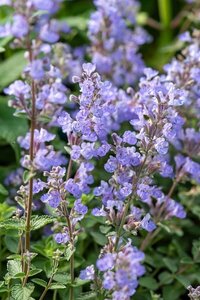 Nepeta 'Purssian Blue' geen maat specificatie 0,55L/P9cm