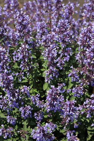 Nepeta 'Purssian Blue' geen maat specificatie 0,55L/P9cm - afbeelding 2