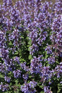Nepeta 'Purssian Blue' geen maat specificatie 0,55L/P9cm - afbeelding 2