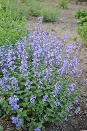 Nepeta 'Purssian Blue' geen maat specificatie 0,55L/P9cm - afbeelding 3