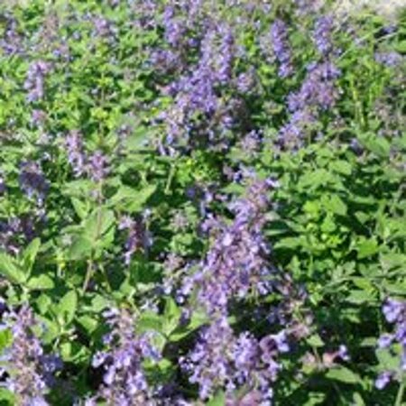Nepeta racemosa geen maat specificatie 0,55L/P9cm - afbeelding 1