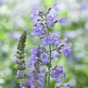 Nepeta racemosa geen maat specificatie 0,55L/P9cm - afbeelding 2