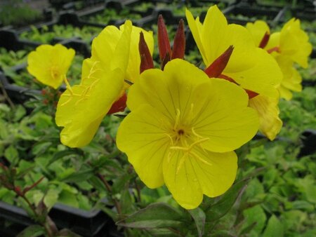 Oenothera fr. 'Fyrverkeri' geen maat specificatie 0,55L/P9cm - afbeelding 1