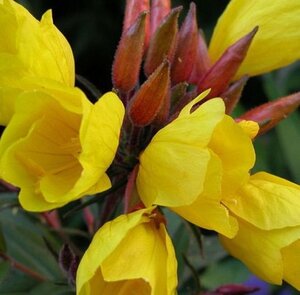 Oenothera fr. 'Fyrverkeri' geen maat specificatie 0,55L/P9cm