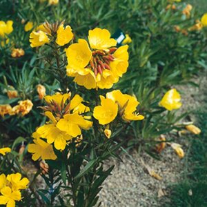 Oenothera fruticosa geen maat specificatie 0,55L/P9cm - afbeelding 2