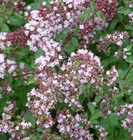 Origanum laevigatum 'Hopleys' geen maat specificatie 0,55L/P9cm