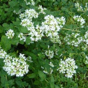 Origanum vulg. 'Album' geen maat specificatie 0,55L/P9cm