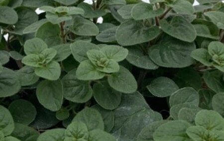 Origanum vulg. 'Hot Spicy' geen maat specificatie 0,55L/P9cm - afbeelding 1