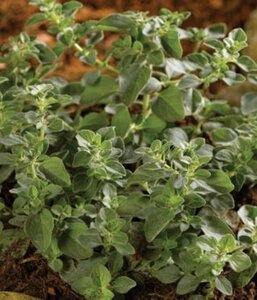 Origanum vulg. 'Hot Spicy' geen maat specificatie 0,55L/P9cm - afbeelding 2