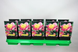 Paeonia (LE) 'Bowl of Beauty' geen maat specificatie cont. 1L