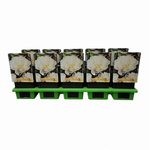 Paeonia (LD) 'Duchesse de Nemours' geen maat specificatie cont. 1L