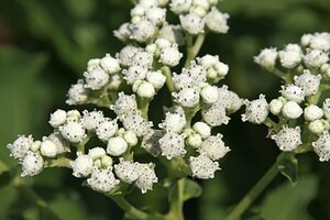 Parthenium integrifolium geen maat specificatie 0,55L/P9cm