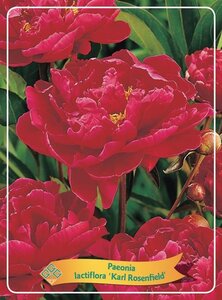 Paeonia (LD) 'Karl Rosenfield' geen maat specificatie cont. 1L