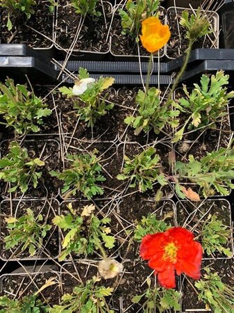 Papaver nud. 'Gartenzwerg' geen maat specificatie 0,55L/P9cm
