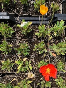 Papaver nud. 'Gartenzwerg' geen maat specificatie 0,55L/P9cm