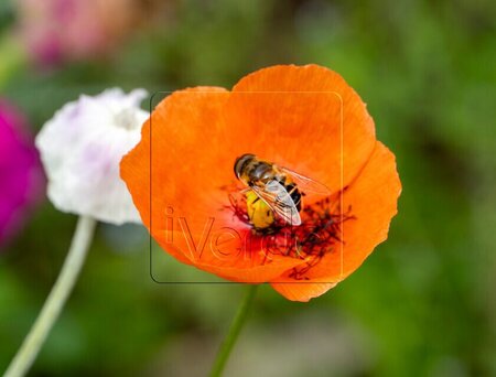 Papaver nud. 'Gartenzwerg' geen maat specificatie 0,55L/P9cm - afbeelding 3