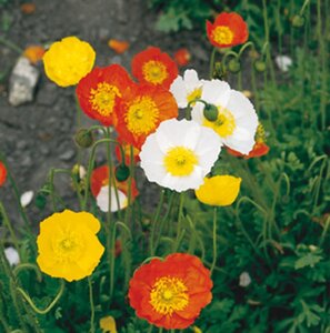 Papaver nud. 'Gartenzwerg' geen maat specificatie 0,55L/P9cm - afbeelding 4
