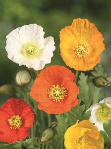 Papaver nud. 'Gartenzwerg' geen maat specificatie 0,55L/P9cm - afbeelding 5