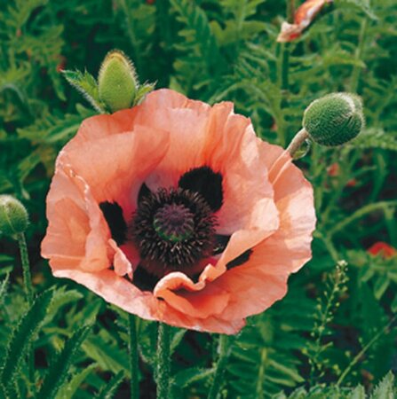 Papaver or. 'Prinz. Viktoria Luise' geen maat specificatie 0,55L/P9cm - afbeelding 1