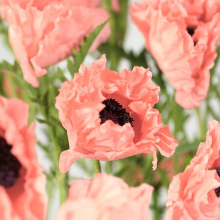 Papaver or. 'Prinz. Viktoria Luise' geen maat specificatie 0,55L/P9cm - afbeelding 2
