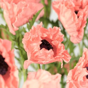 Papaver or. 'Prinz. Viktoria Luise' geen maat specificatie 0,55L/P9cm - afbeelding 2